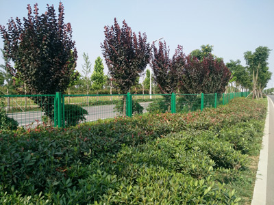 安徽蚌埠黃山大道綠化隔離項(xiàng)目 安徽蚌埠黃山大道綠化隔離項(xiàng)目