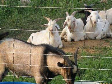 養(yǎng)殖場(chǎng)圍欄網(wǎng) 養(yǎng)殖場(chǎng)圍欄網(wǎng)